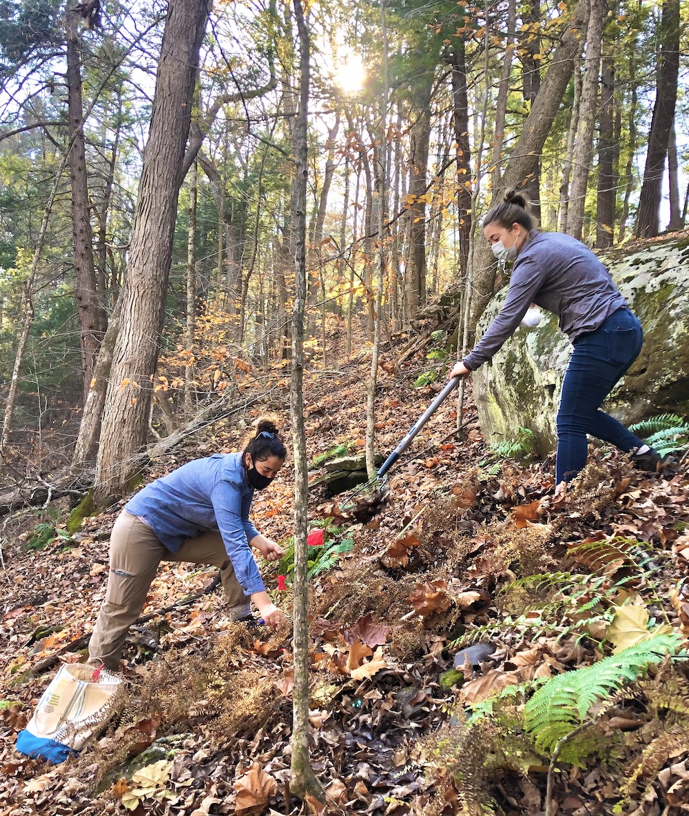 Two ladies planting ginseng in the woods. 