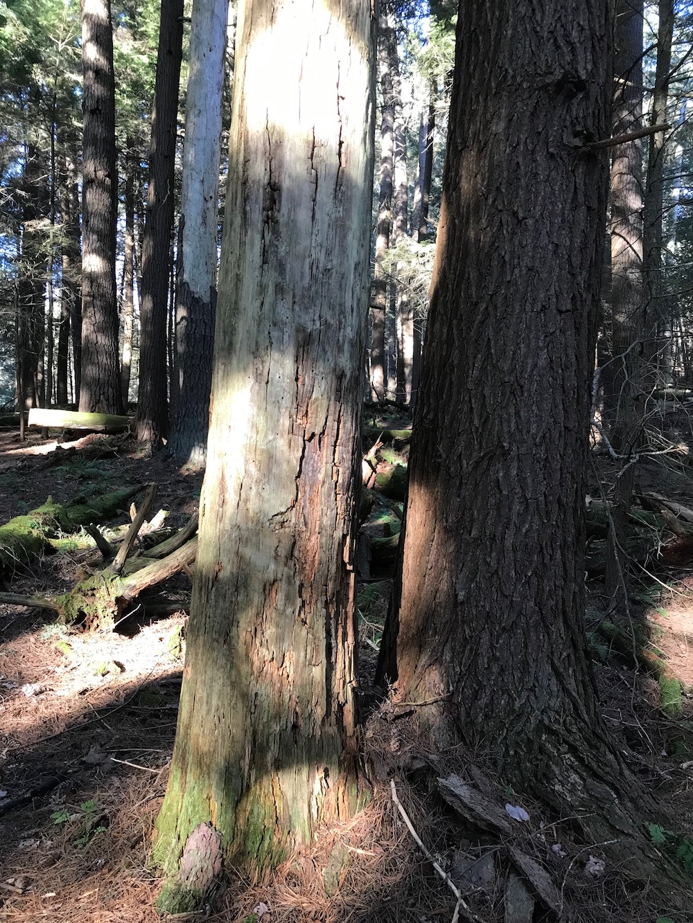 My Woodlot - Repurposing Trees, Nature’s Way