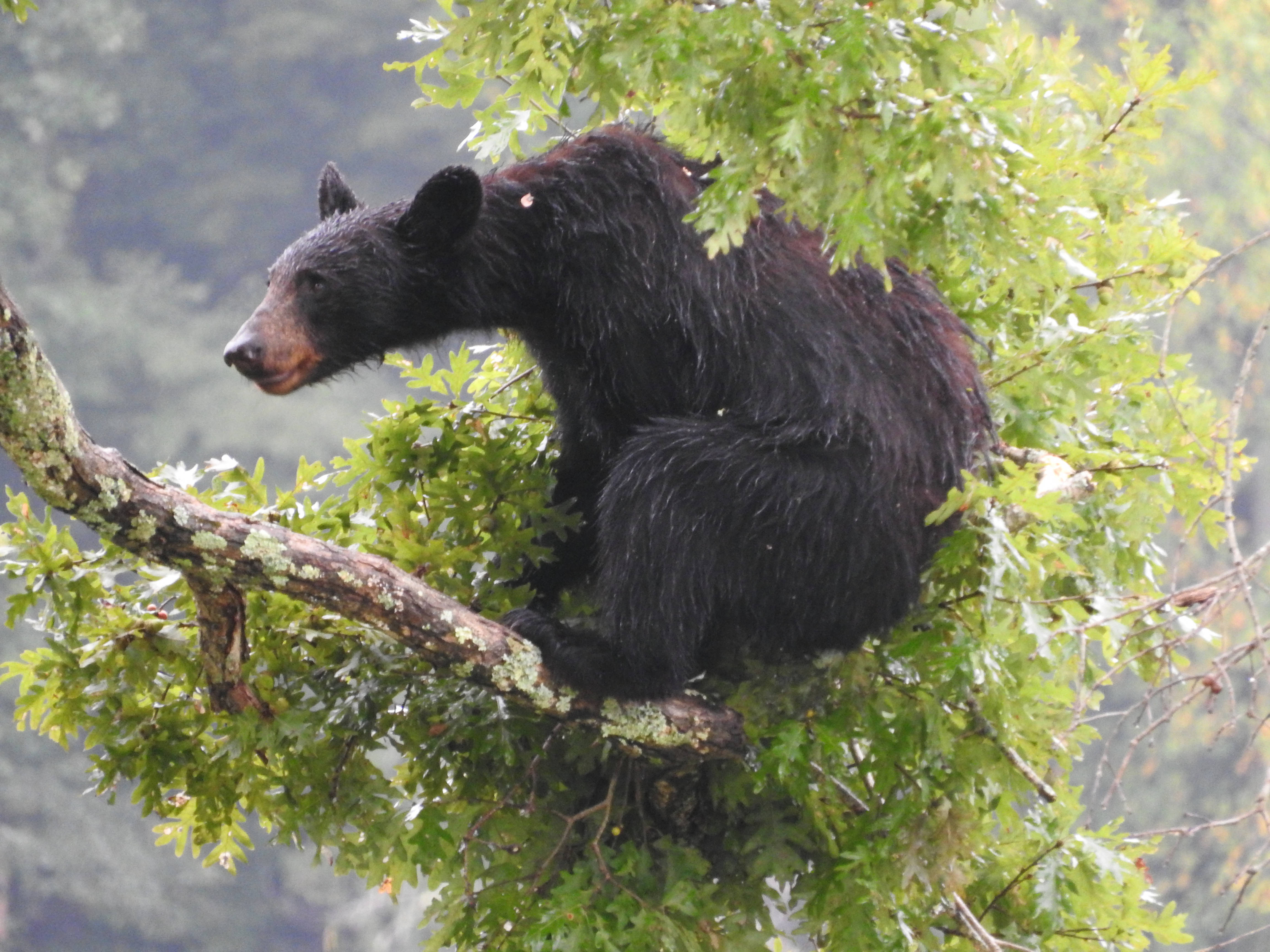 1American black bear resting on limb