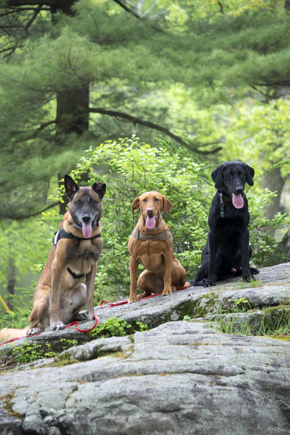 1 Conservation dogs Fagen Dia and Peat on break