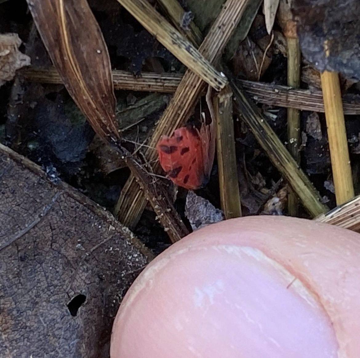 3 Spotted lanternfly wing