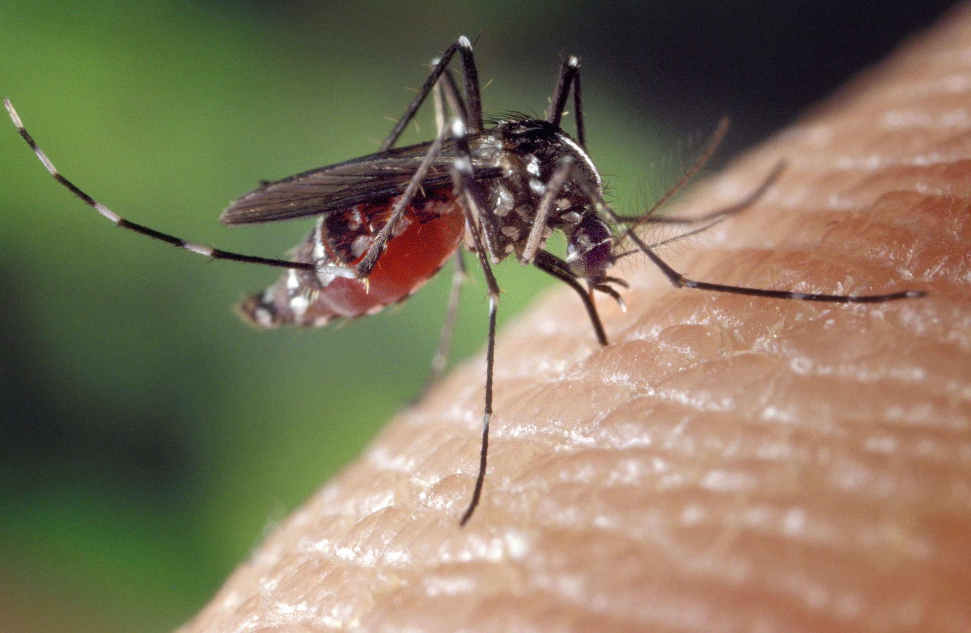 1 mosquito with blood meal