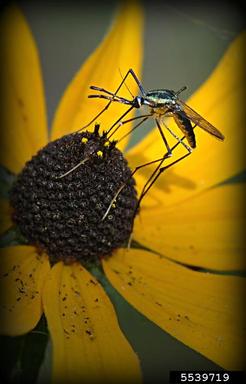 3 mosquito gathering nectar