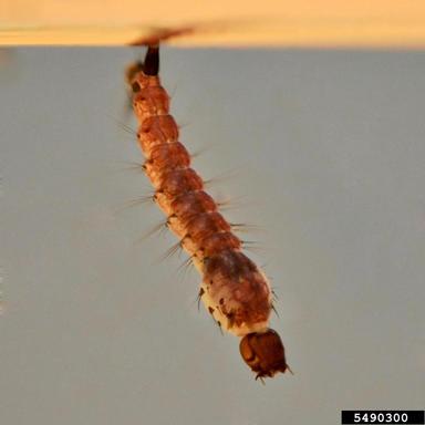 4 mosquito larva