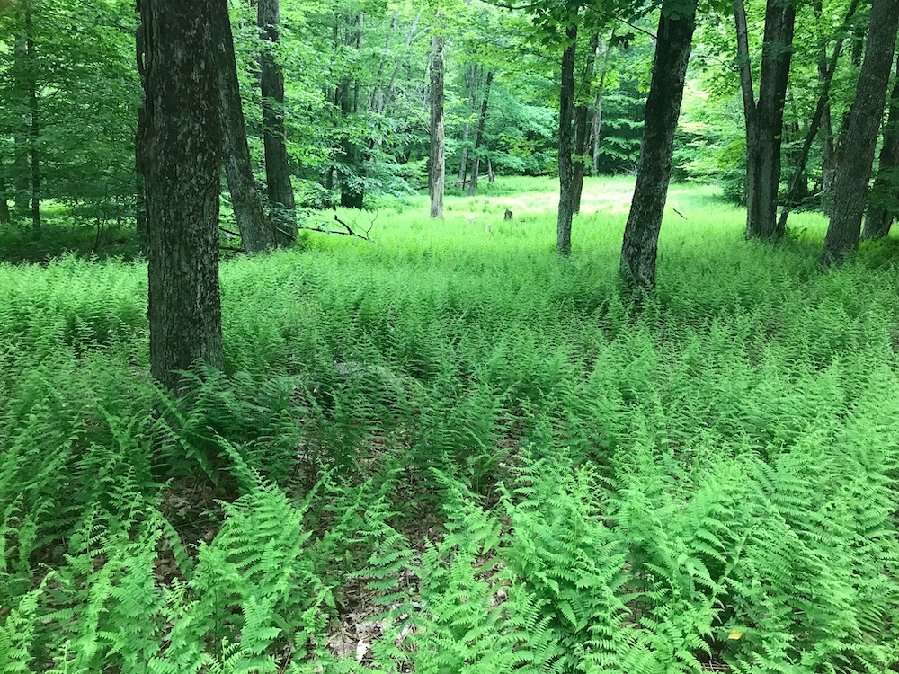 1 a beautiful patch of hay scented fern copy