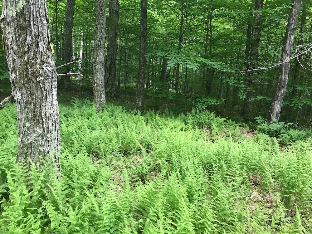 2 a patch of hay acented fern copy