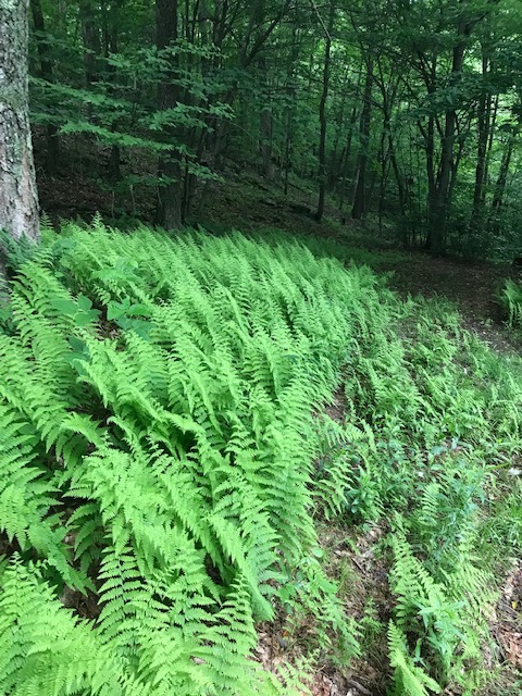 3 a fern patch oriented to the sunlight copy