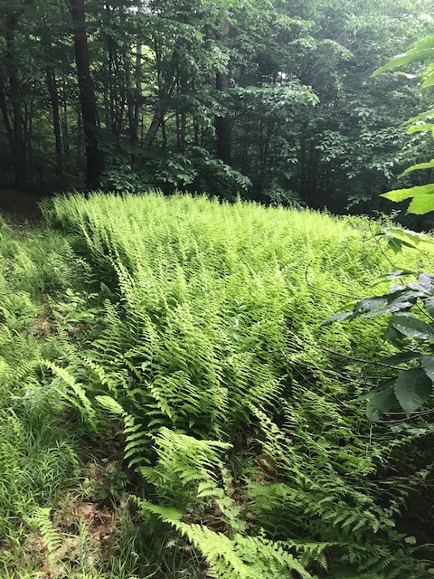 4 the splendor of regimented hay scented fern copy