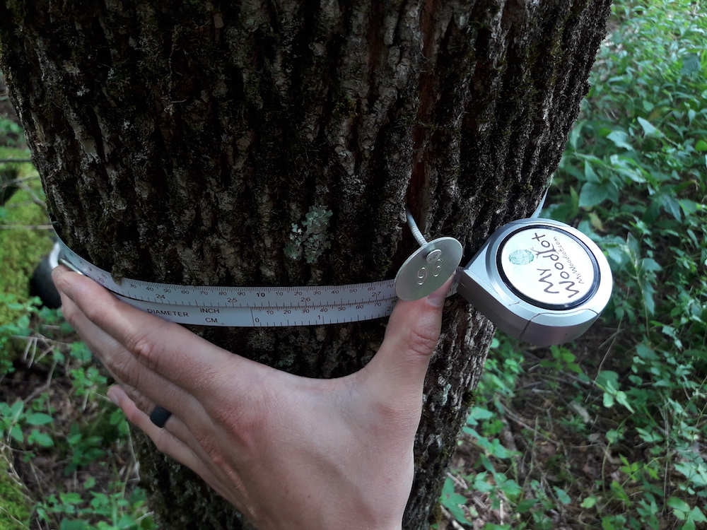 1 measuring tree diameter at breast height