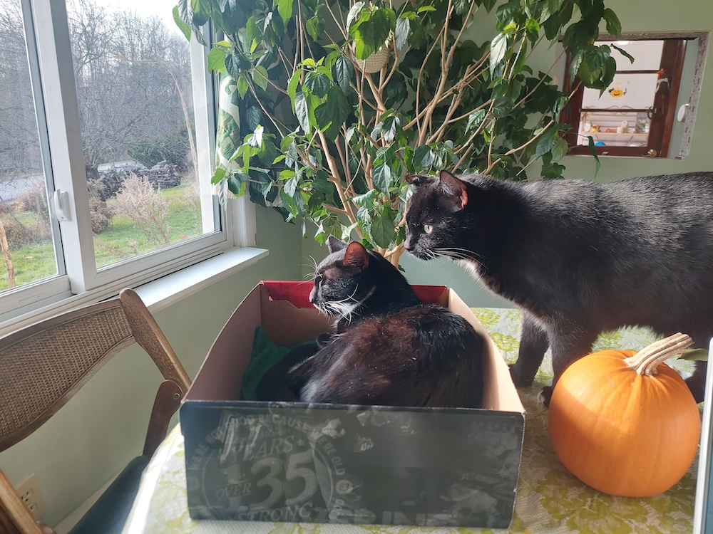 Cats Buddy and Bo looking out the window