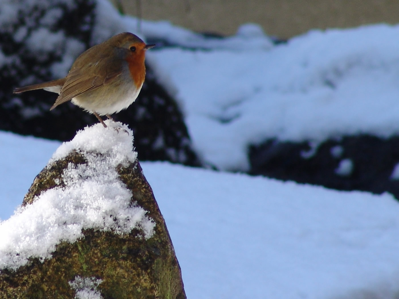 A robin on a snowy rock puffed up for warmth.