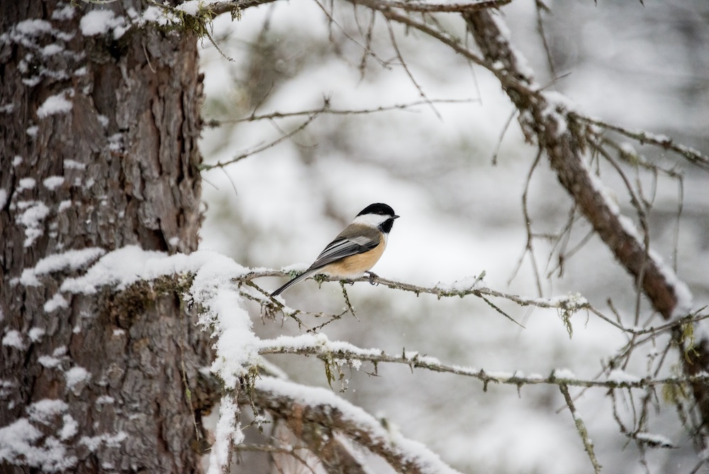 A black capped chickadee on a snowy branch.