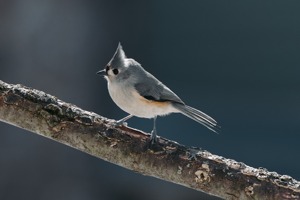 A tufted titmouse perched on a branch.