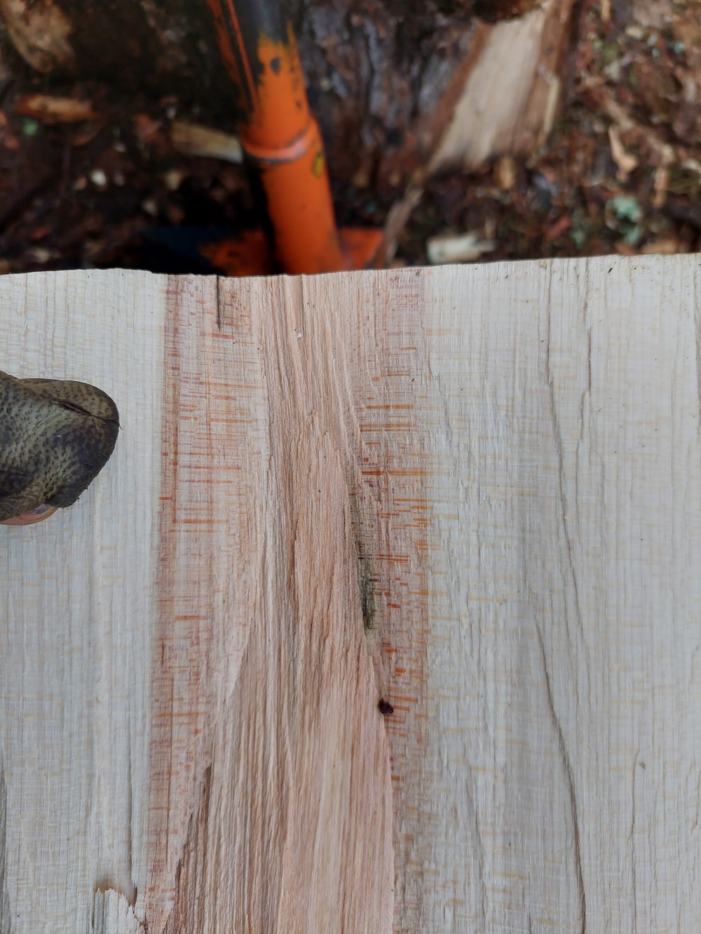 Wood grain in a hard maple firewood log.