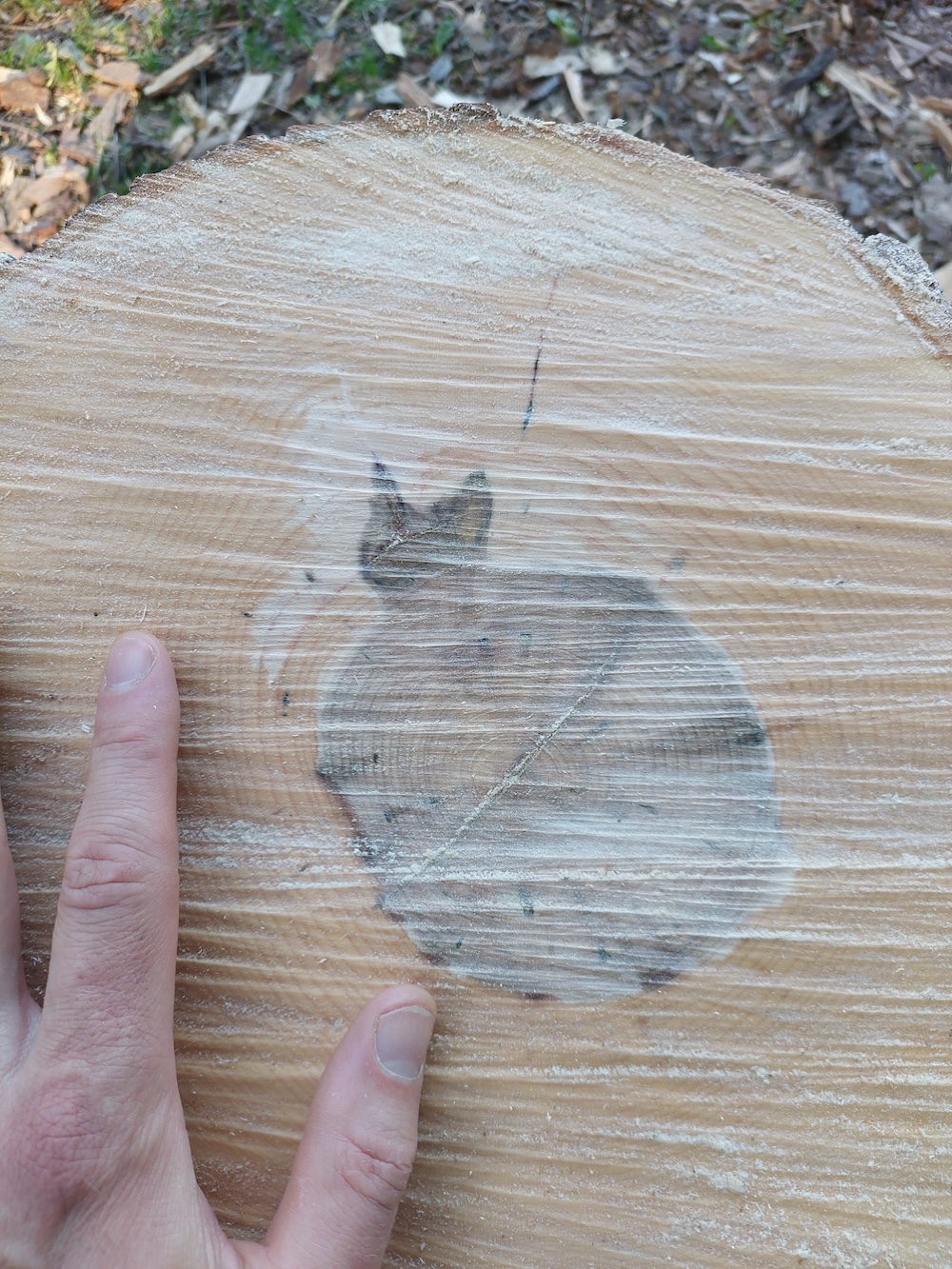 A black cat shape in the heartwood of a hard maple round