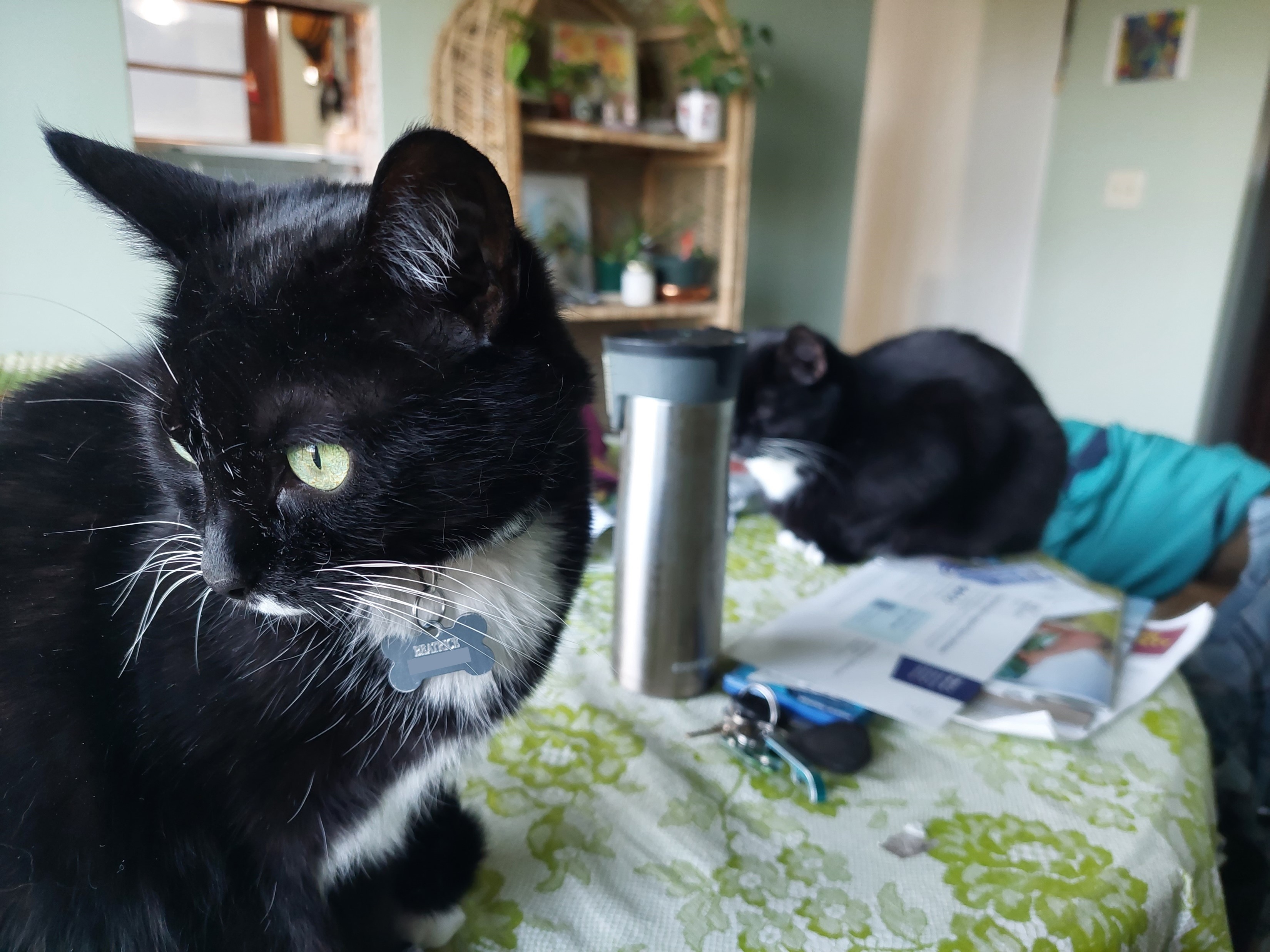 Cat's Bo and Beatrice on kitchen table.