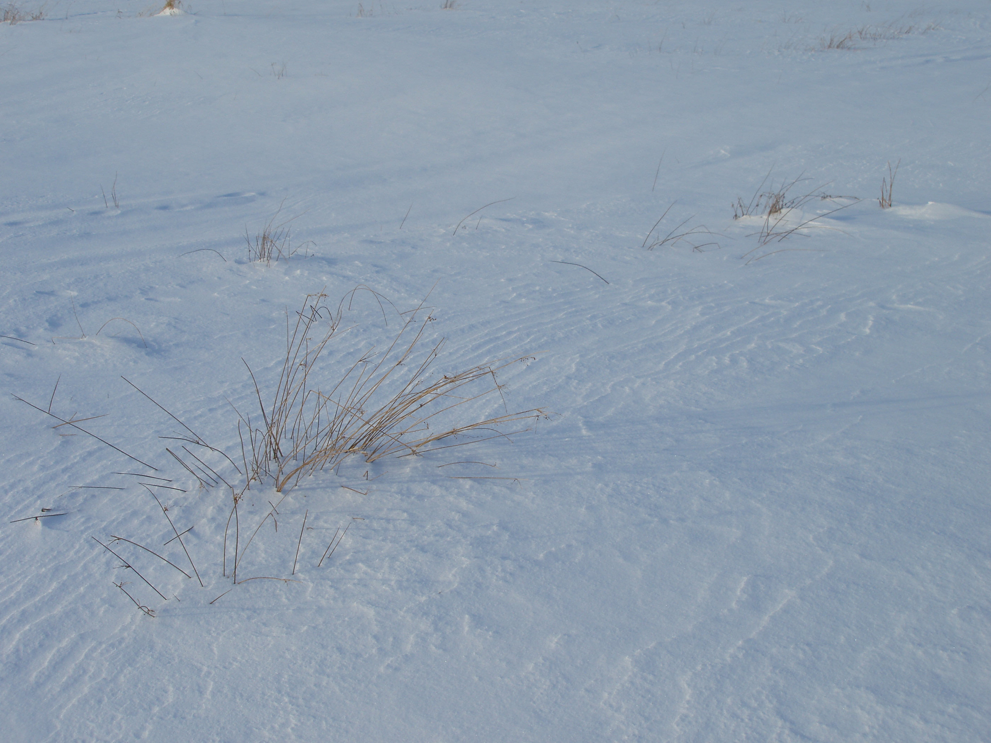 Lines in the snow formed from the wind around dried rush. 