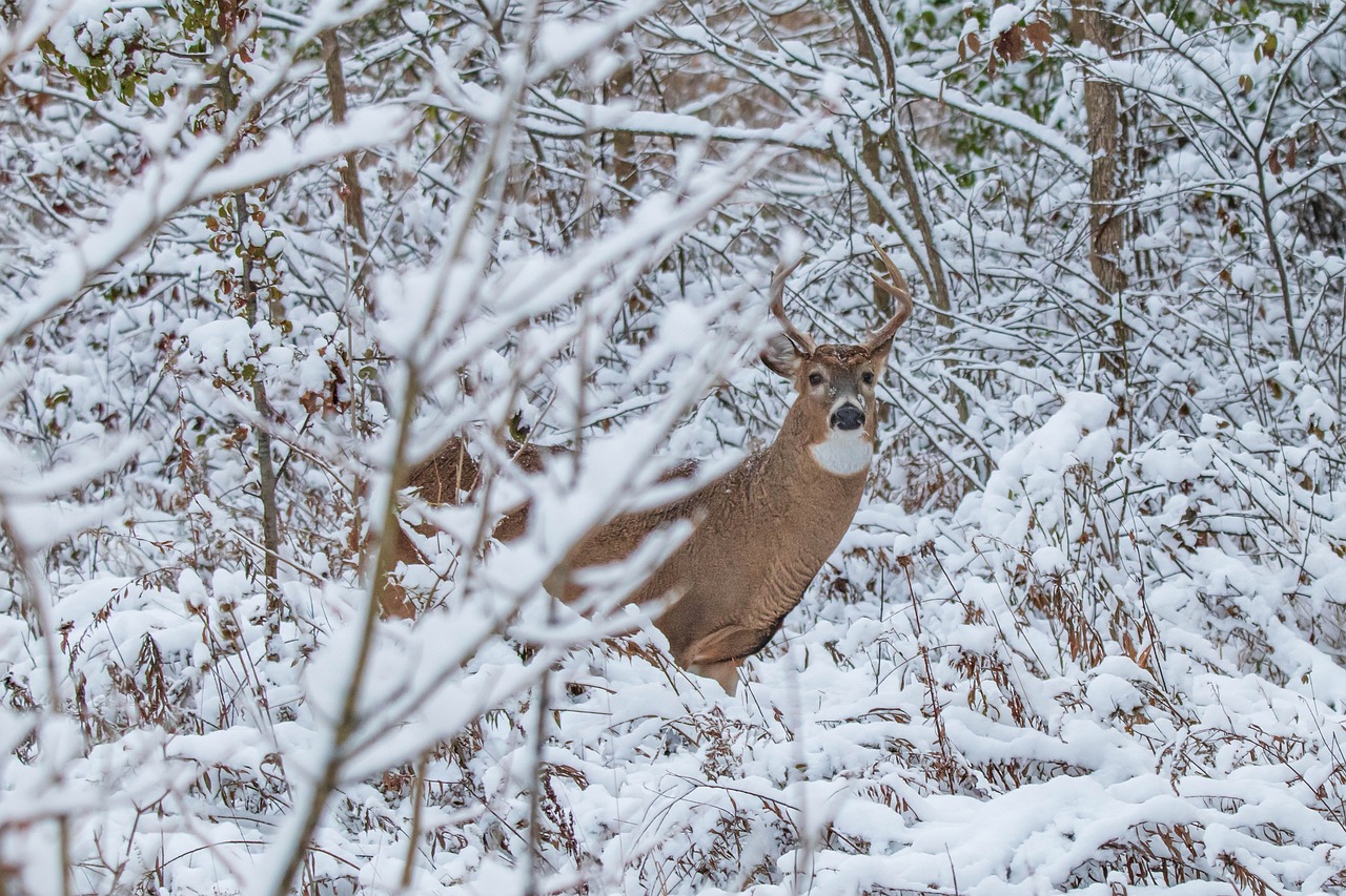 A deer peeping out from a snowy forest understory