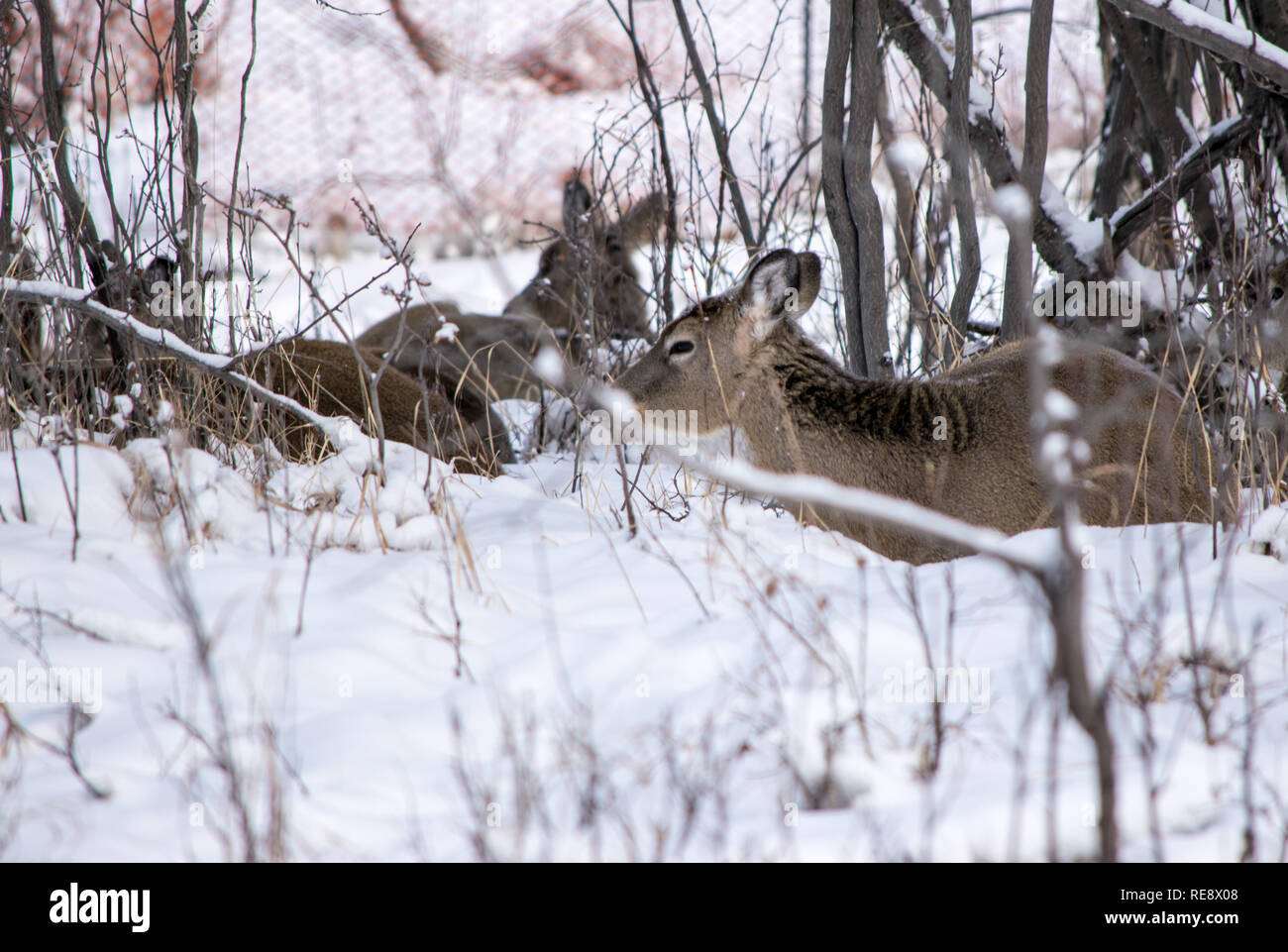 Deer huddled together for warmth in the snow