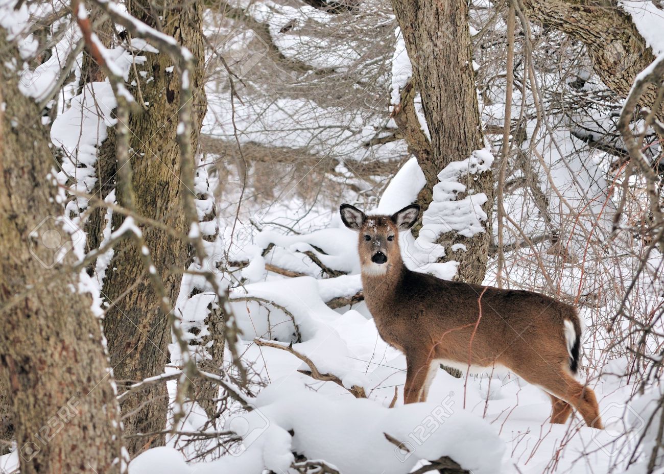 Deer in winter conditions