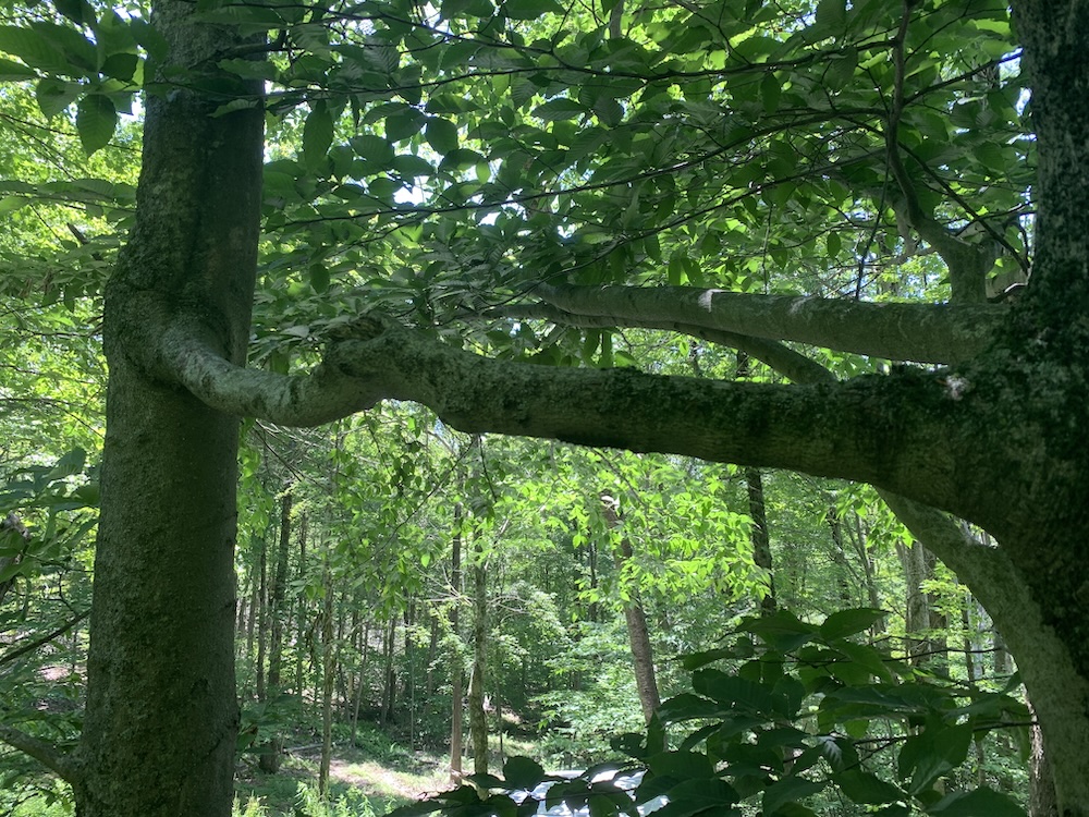 Two trees fused together with a single branch. 