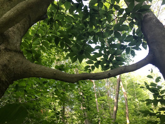 The same tree from a different angle showing a tree with branches joining. 