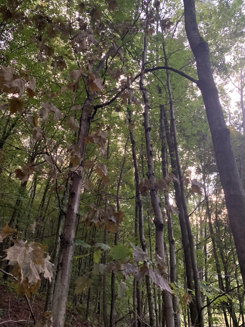 Two young maple tree with branches fused together.