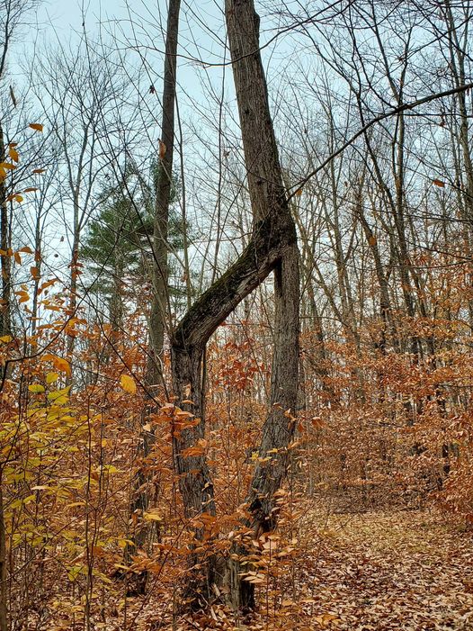 Fused trees that look like a stick figure walking.