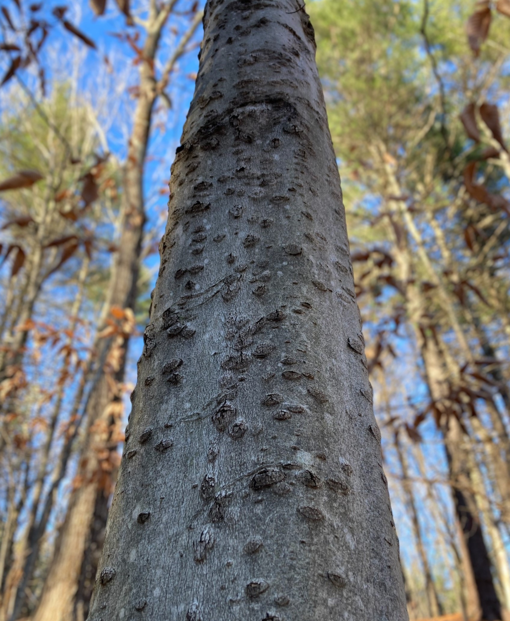 A close up image of large cankers on a beech tree