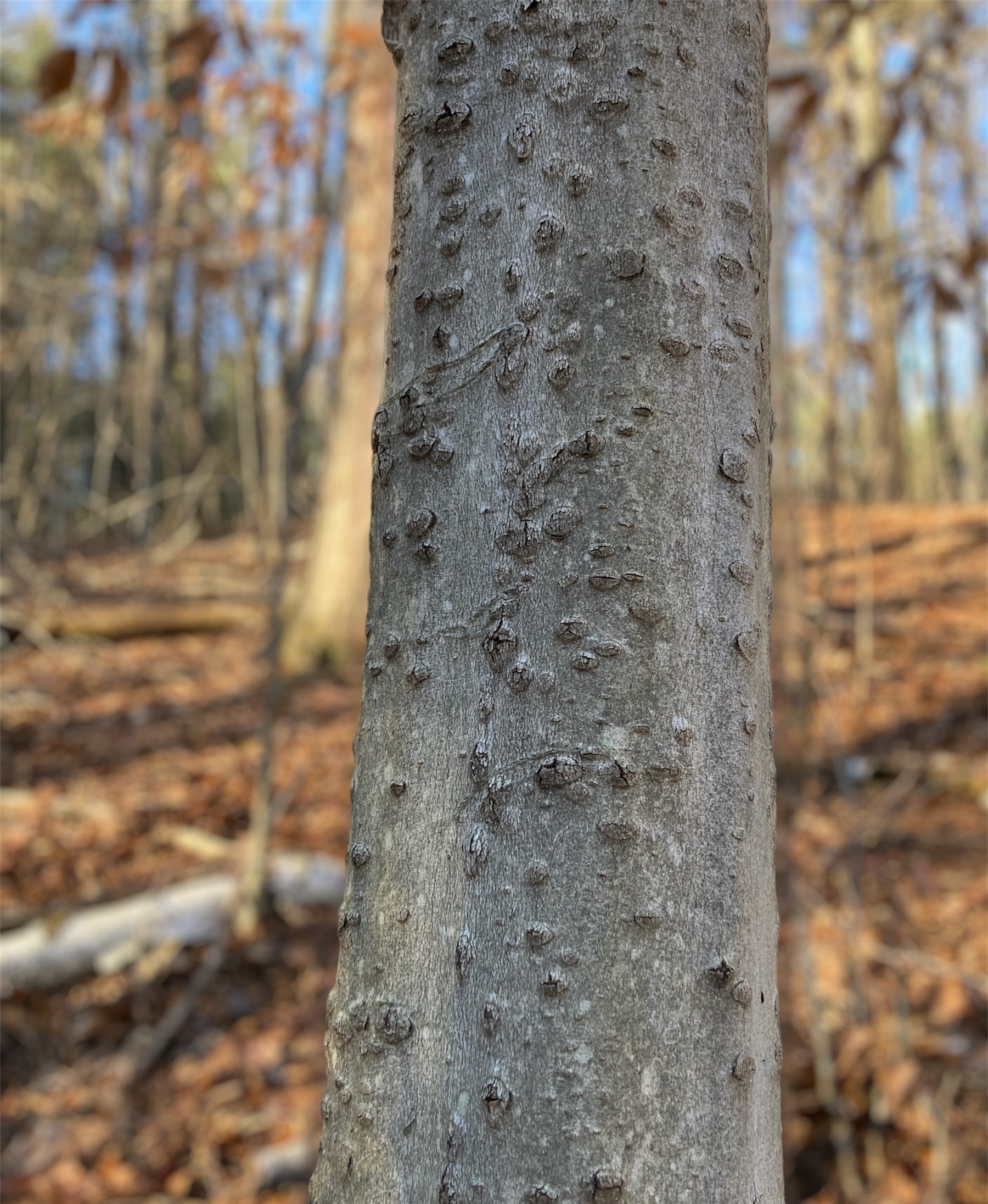 Bubbles on a beech tree trunk indicating presence of beech bark disease