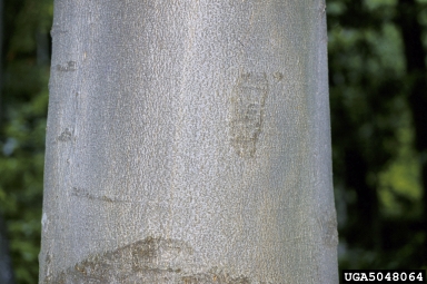 An image of healthy bark on a beech tree