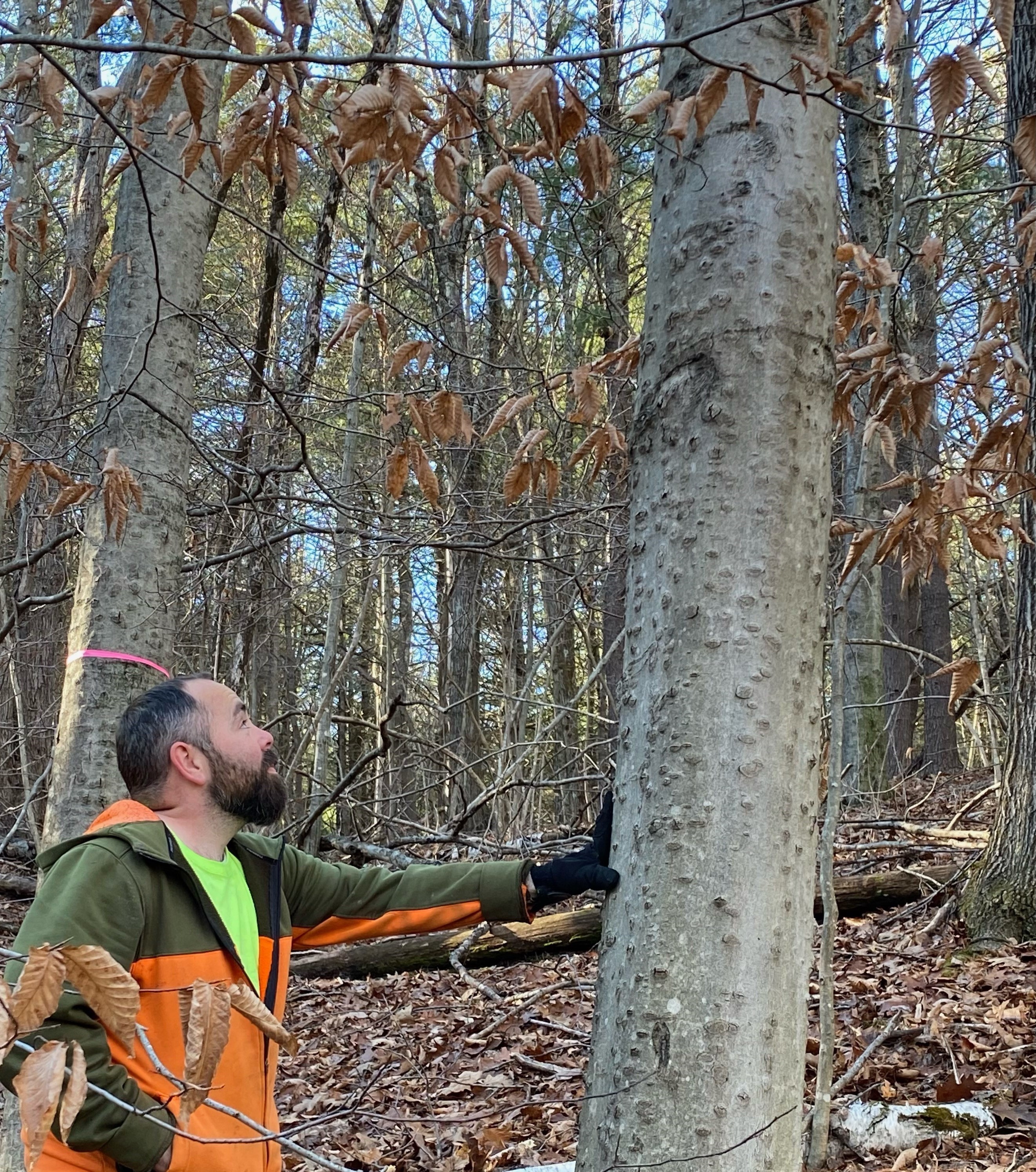 A forest professional insoecting a beech tree showing signs of beech bark disease