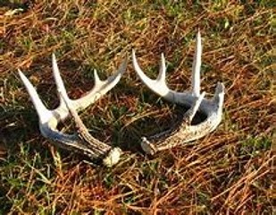 A pair of shed antlers on the ground. 