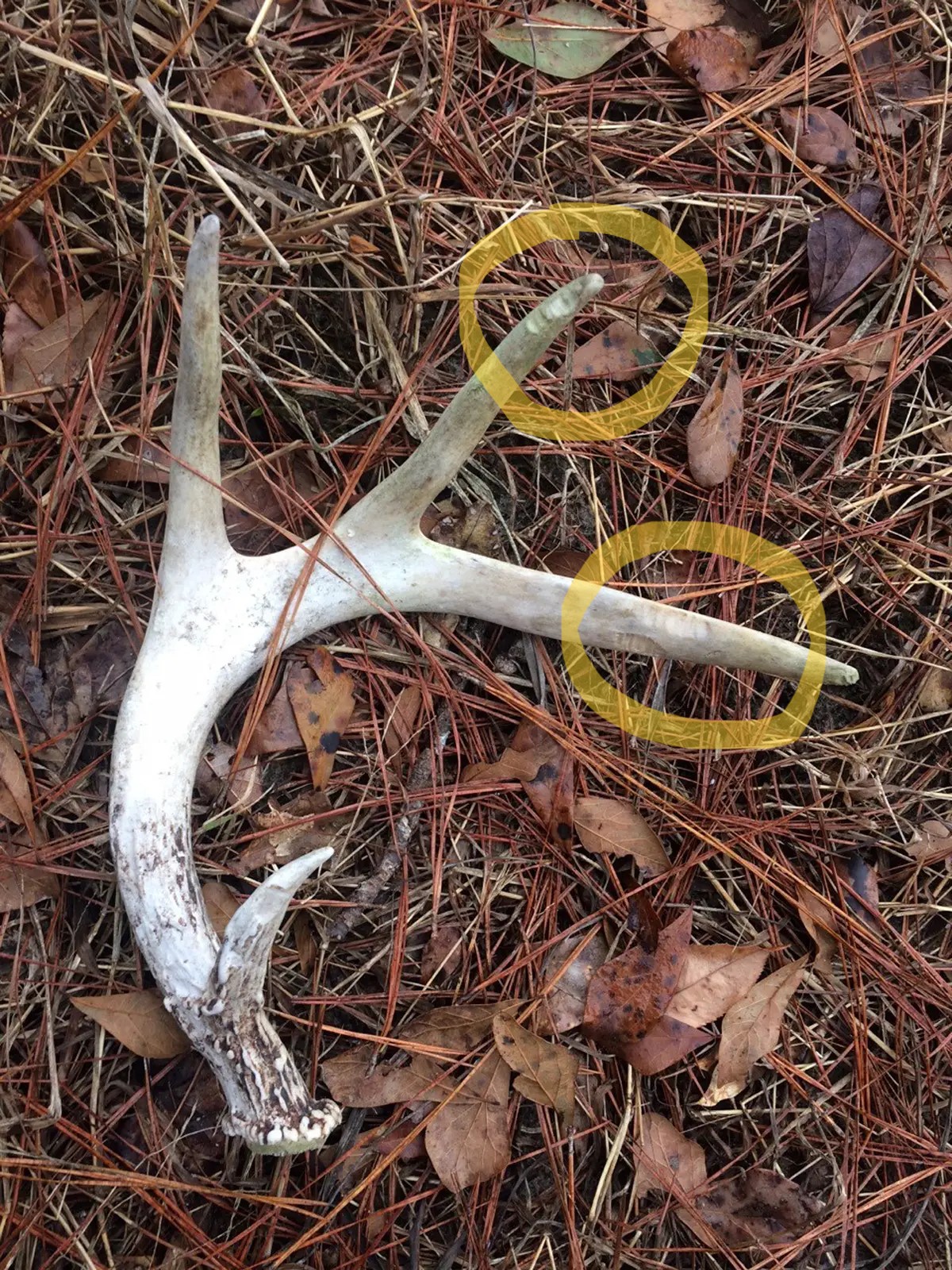 My Woodlot - Why Animals Gnaw Shed Antlers