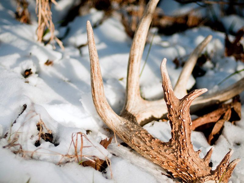 A close up of a shed antler in the snow.