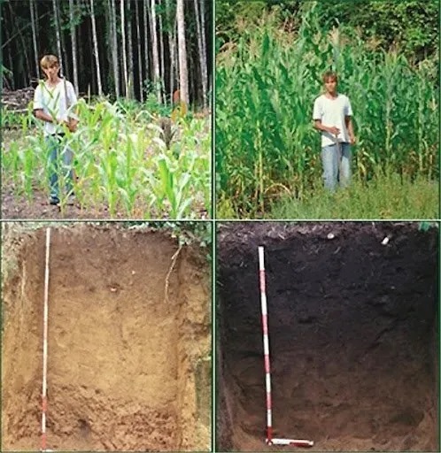 Four images showing the comparison of tropical soils with and without biochar added