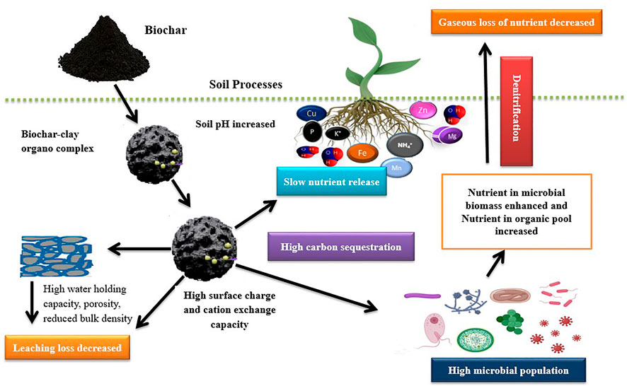 Diagram showing the benefits of biochar in soil