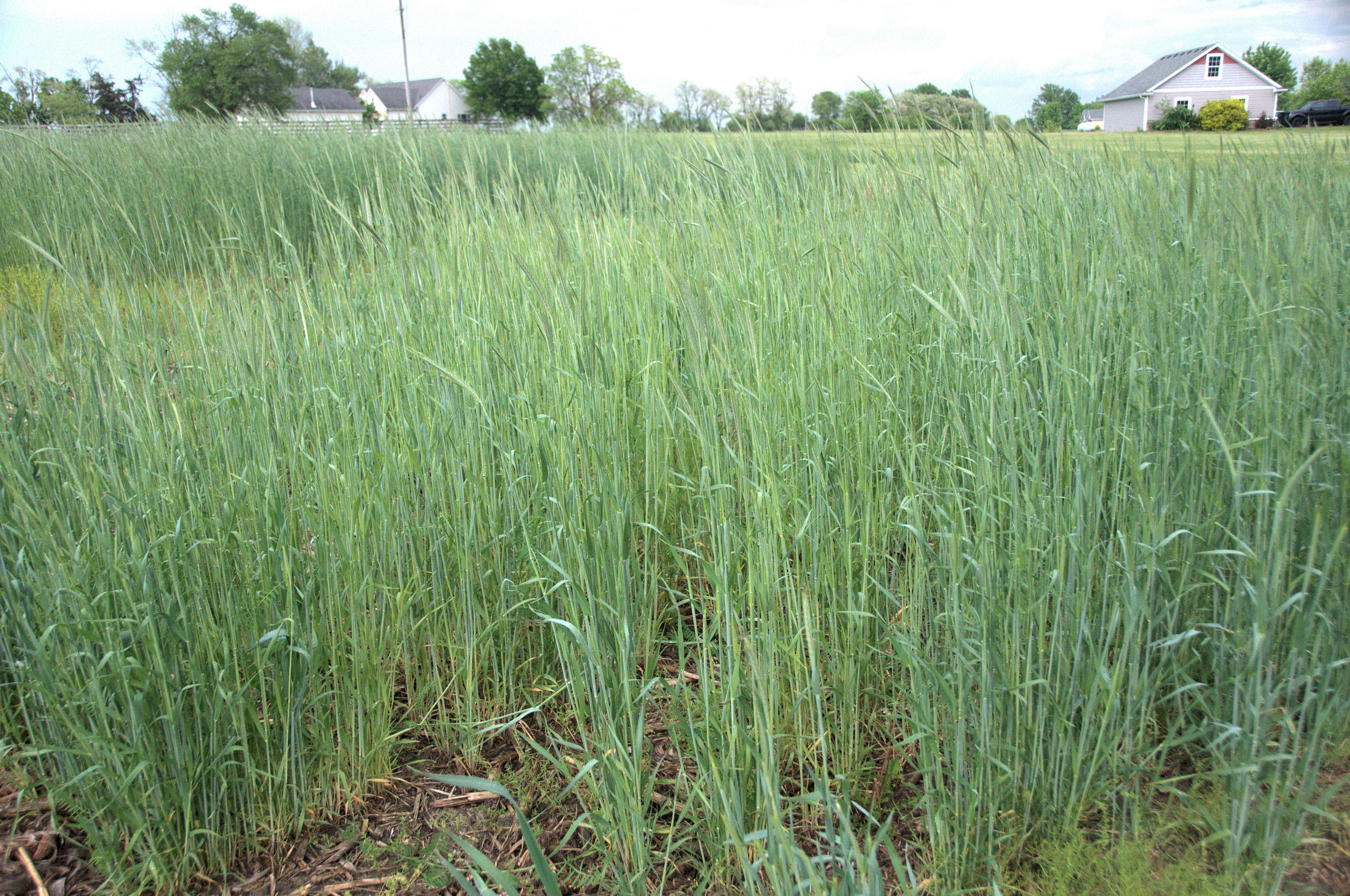 Cover crop crowing in soil that has biochar added