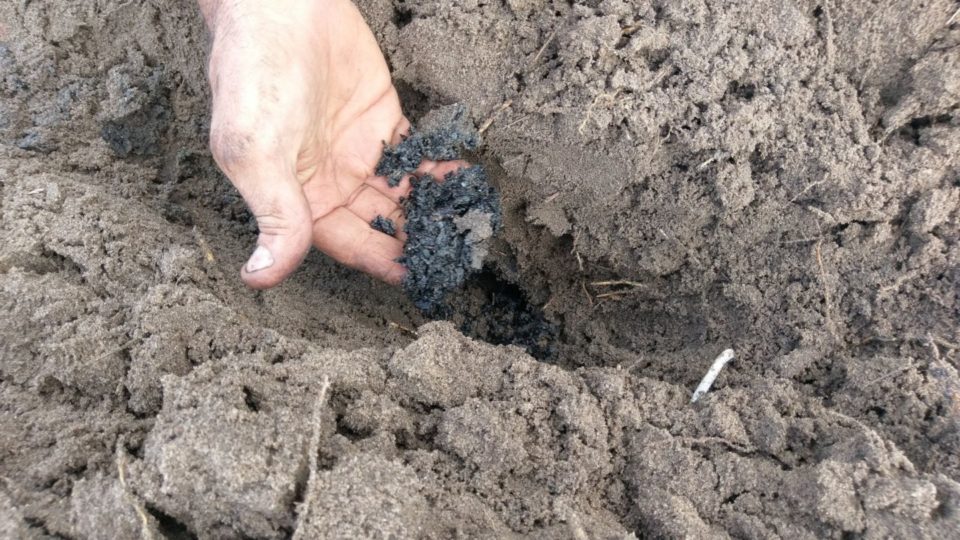 A handful of soil containing biochar