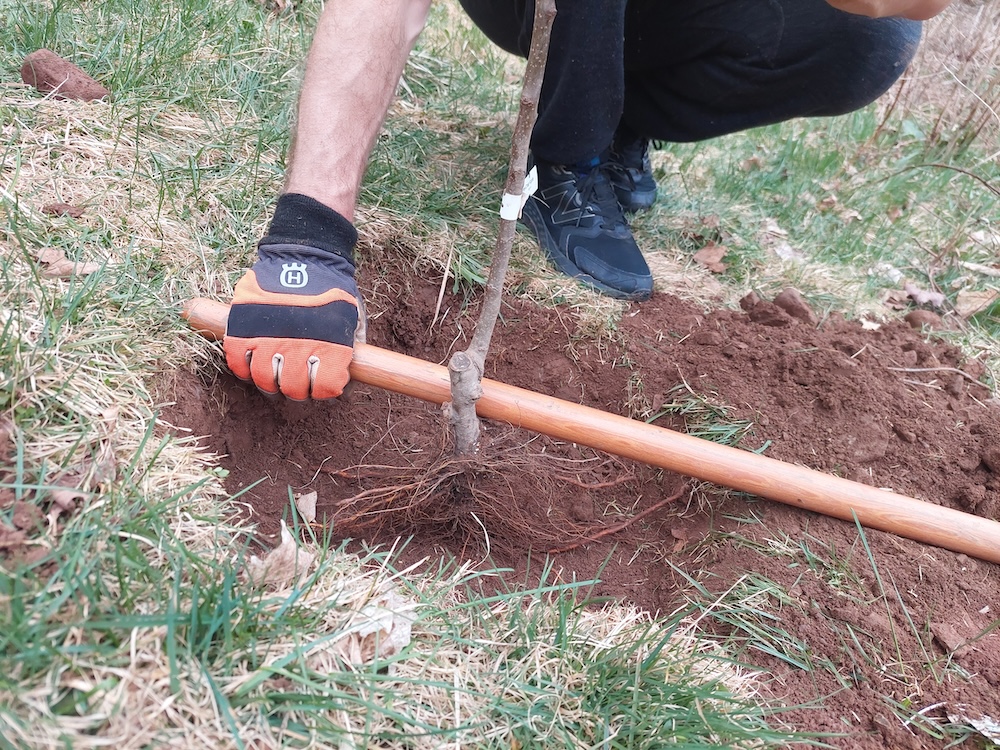 A fruit tree seedling placed in an excavated hole to estimate the depth of soil needed to cover the tree roots.