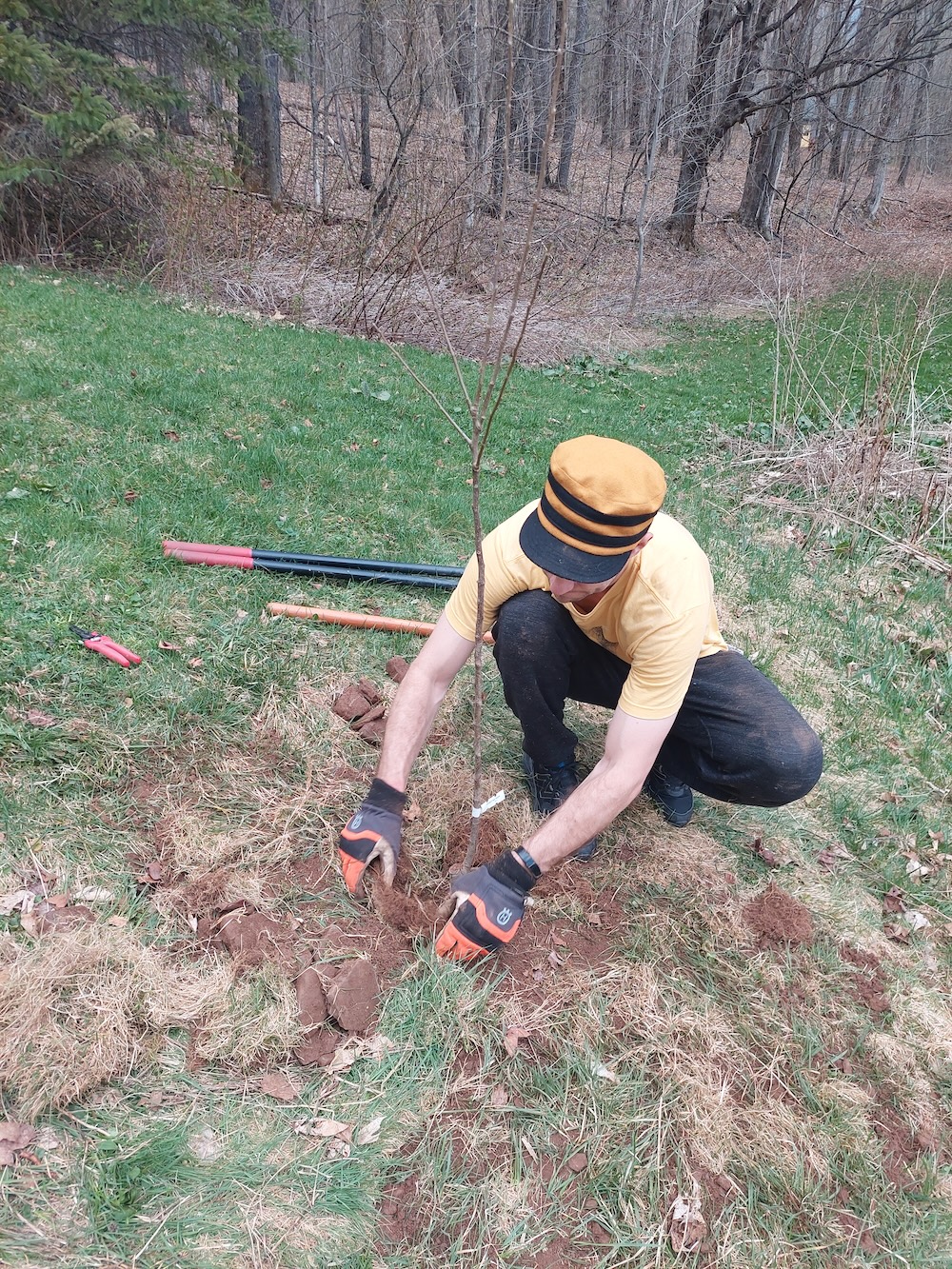 Kris Brown replaces the sod around a newly planted apple tree seedling.