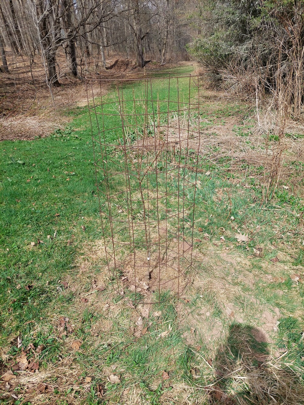 A heavy wire cage wrapped in a cylinder around the planted apple tree seedling. The cage is 5 to 6 feet tall.