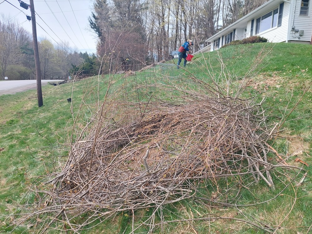 A slash wall built tall around the wire cage for added protection against deer browse.