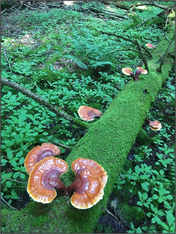 Reishi mushrooms on decaying hemlock