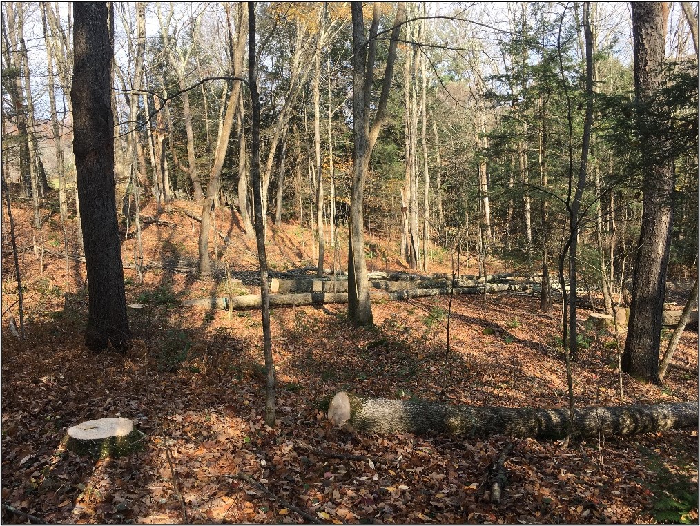 Felled ash trees.