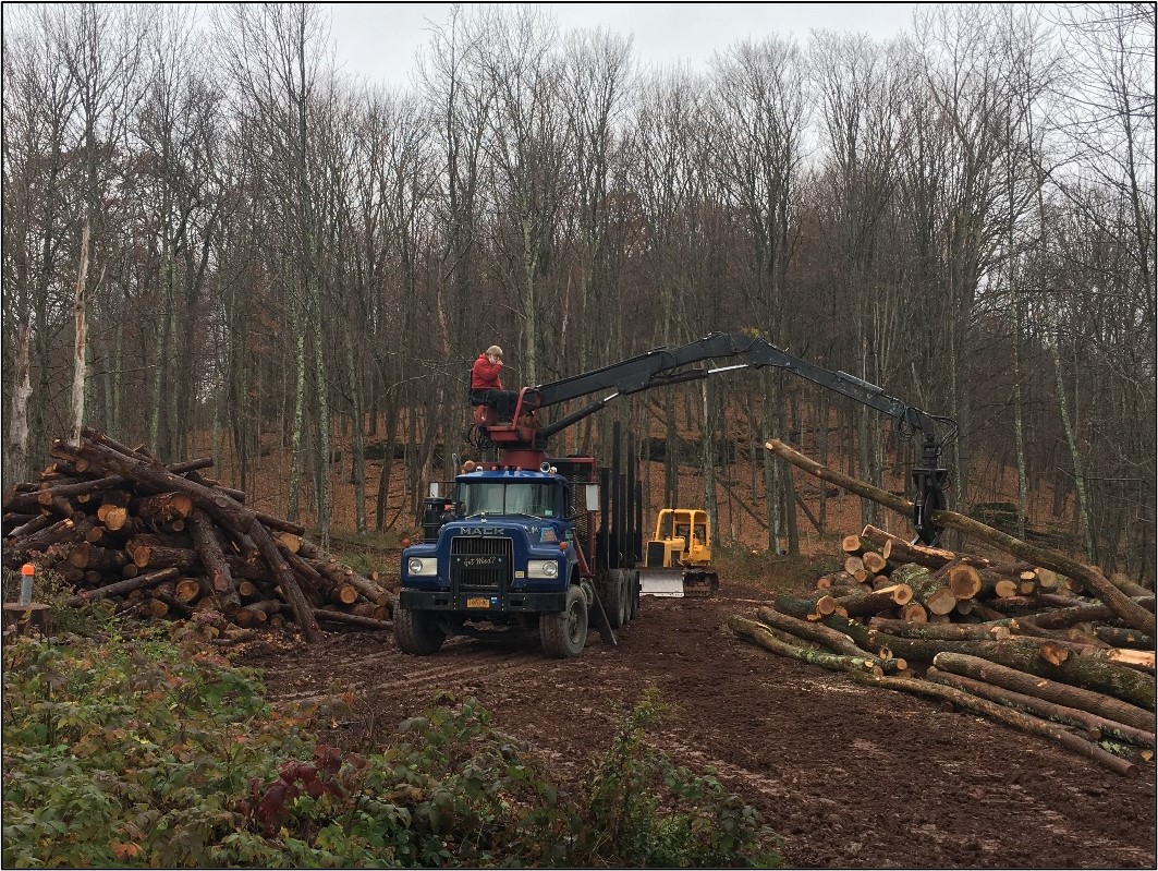 A log truck driver sorts logs on the landing.