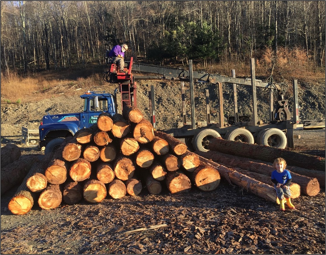 A pile of hemlock logs unloaded at the mill.