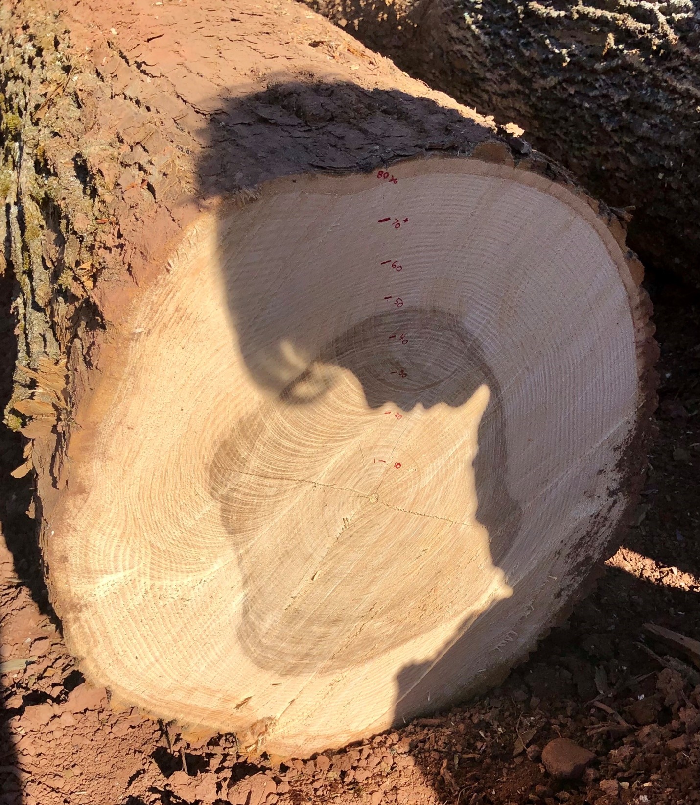 Tree rings marked on an ash log.