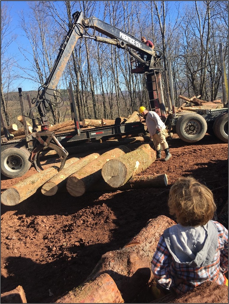 Log buyers inspecting ash logs on the landing.