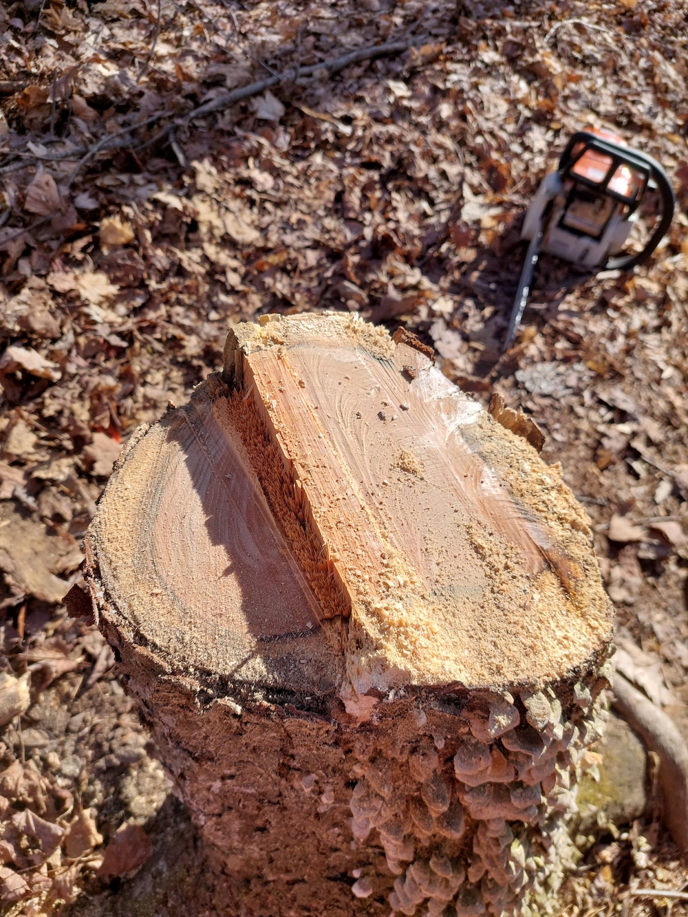 Cherry tree stump showing the hinge and bore cut.